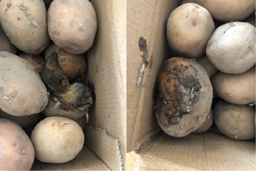 明知故犯！隔夜蟹、變質(zhì)土豆上了消費(fèi)者餐桌，誰給的勇氣